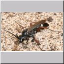 Episyron rufipes - Wegwespe m01.jpg